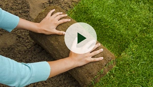 Legge ferdigplen i regnvær